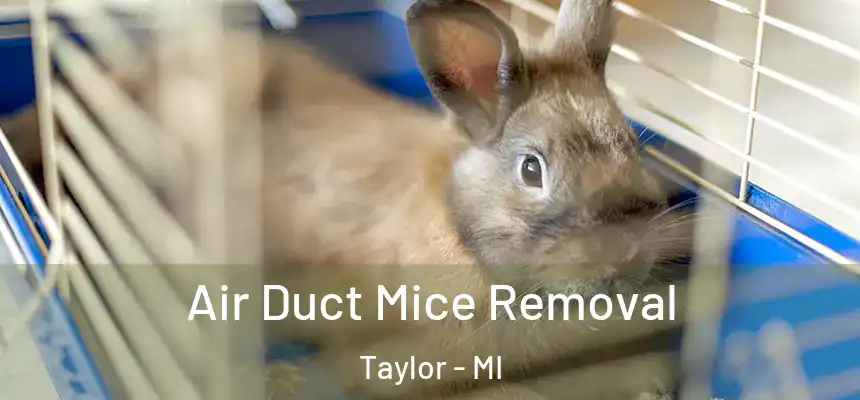  Air Duct Mice Removal Taylor - MI